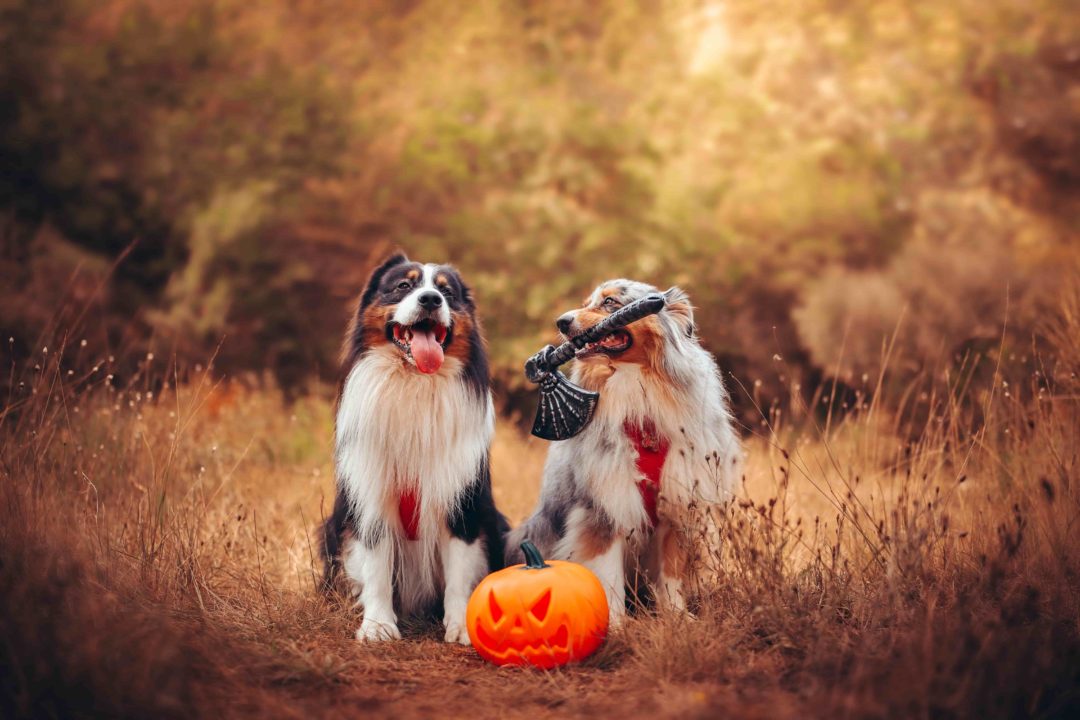 Photographie Halloween 2022