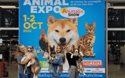 Démonstration de dog dancing à Animal Expo 2022
