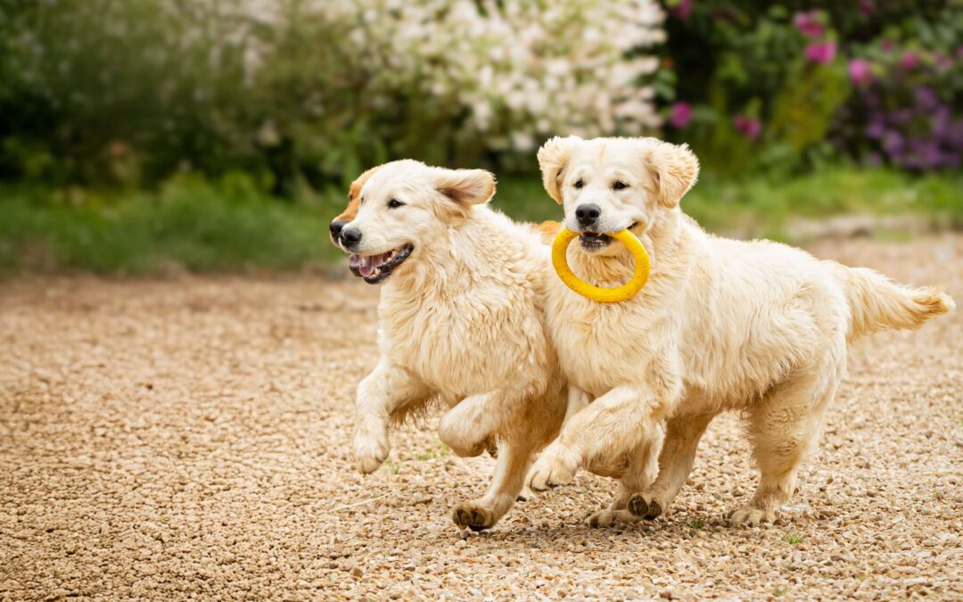 Présentation des races de chiens et chats avec Royal Canin