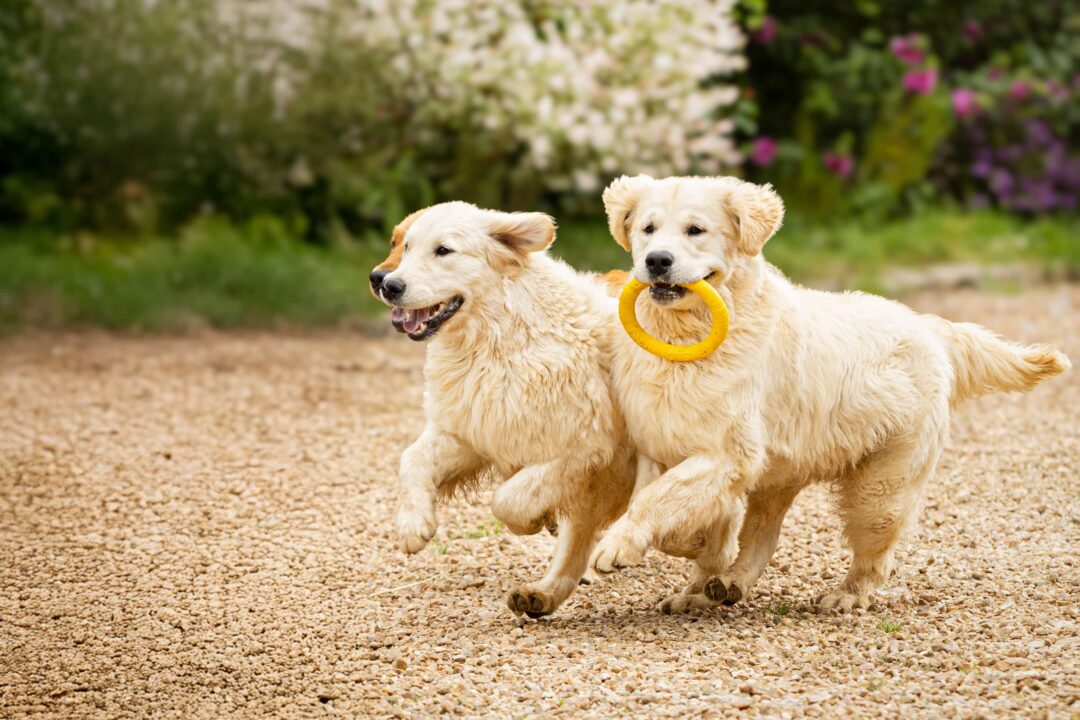 Présentation des races de chiens et chats avec Royal Canin