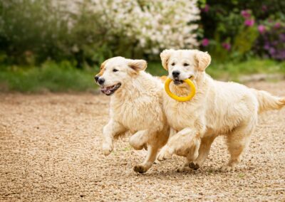 Présentation des races de chiens et chats avec Royal Canin