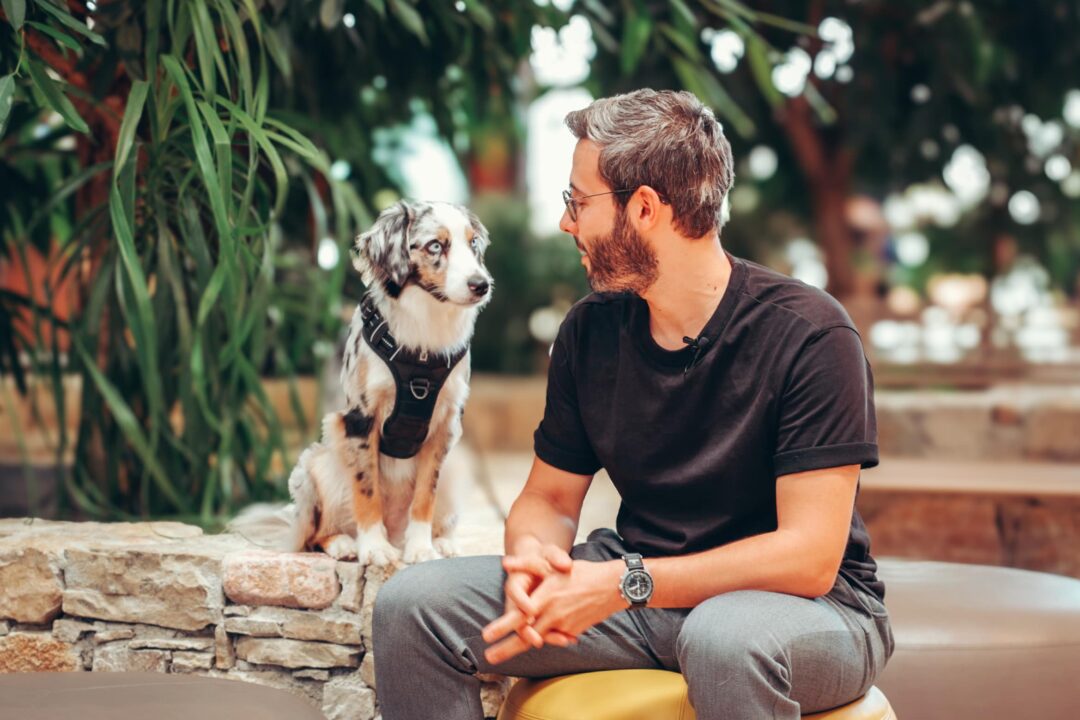 Dog at Work chez Royal Canin