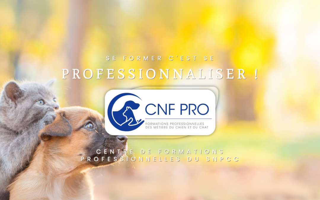 Community Manager CNF PRO