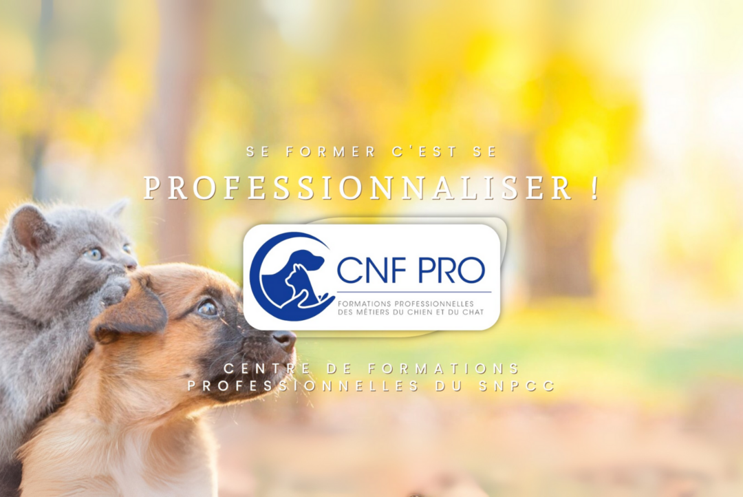 Community Manager CNF PRO